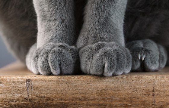 Detail shot of a cat's paw, by Nailia Schwarz.